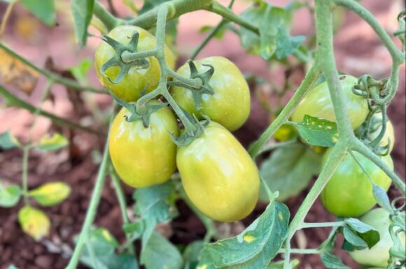 Ali’s Crops in their early stages of growth.
