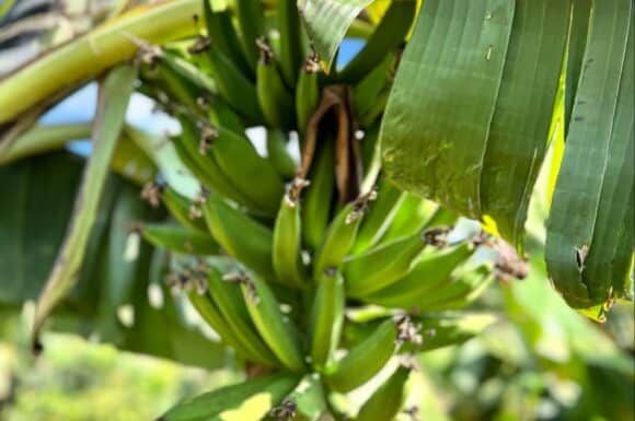 Ali’s Crops in their early stages of growth.

